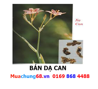 DẠ CAN